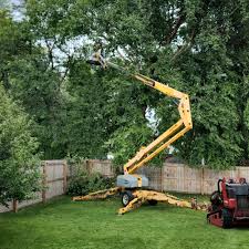 Best Tree Maintenance Programs  in Pharr, TX